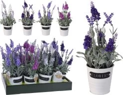 PLANT LAVENDEL IN METALEN POT